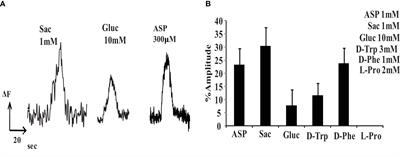 Saccharin and aspartame excite rat retinal neurons